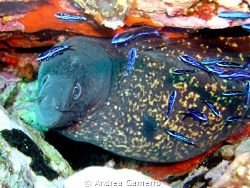 Mooray Closeup by Andrea Gamerro 